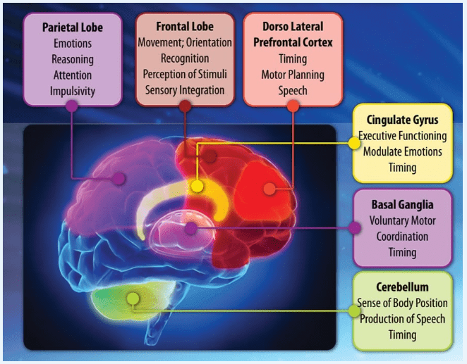 Diagram of the brain showing areas IM affects — parietal and frontal lobes, dorso-lateral prefrontal cortex, cingulate gyrus, basal ganglia, and cerebellum
